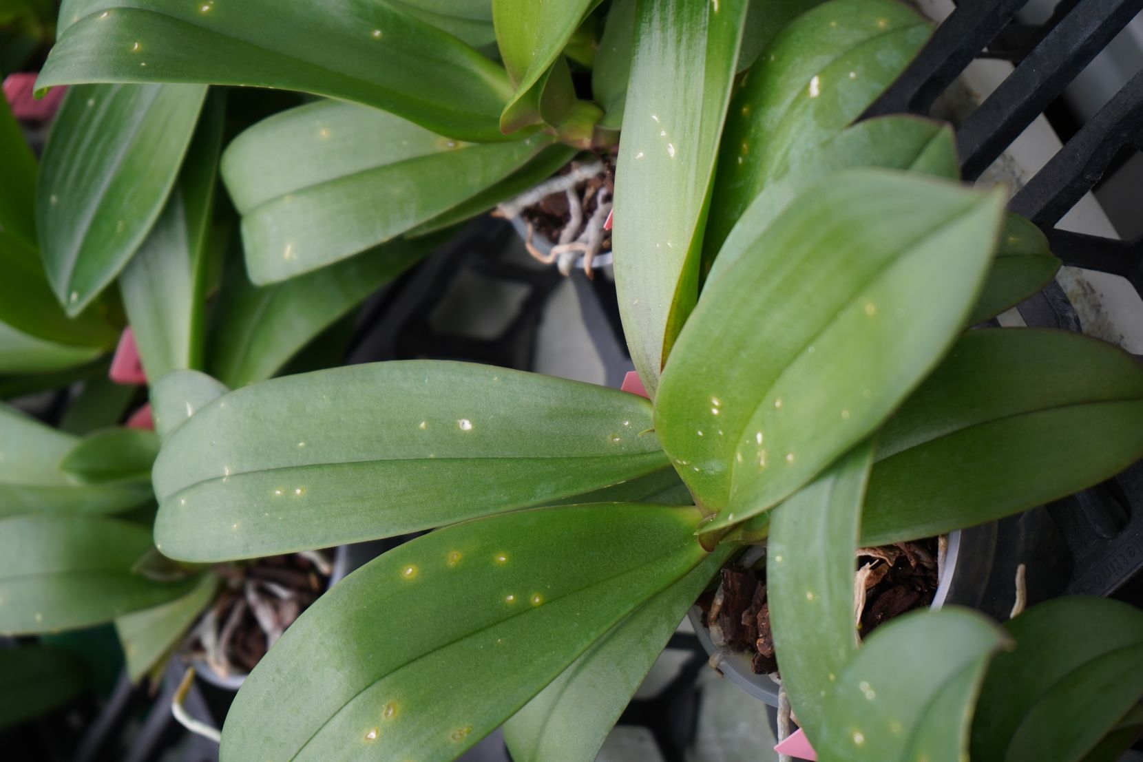 Die Blätter einer Orchidee nach einem Hagelschlag. Zu sehen sind helle Stellen, wo Hagelkörner einschlugen oder Gefrierbrand hinterliessen.